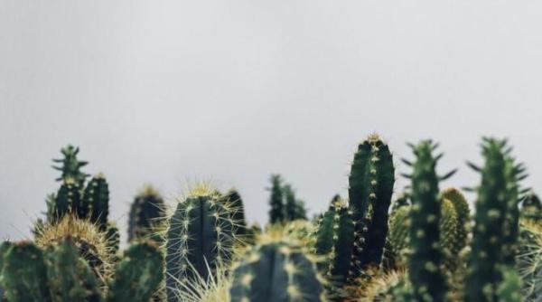cactusul ofilit aduce probleme aceste persoane nu ar trebui sa aduca niciodata planta in casa