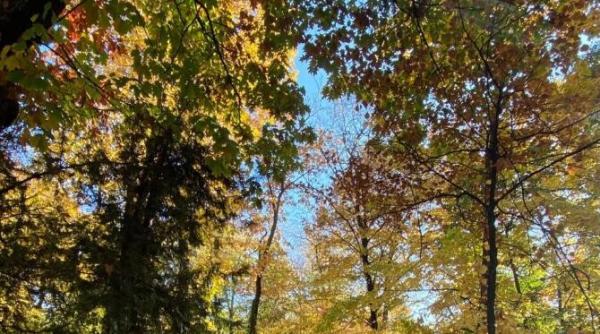 cel mai mare mit despre padurile din romania distrus de diana buzoianu deputat usr video