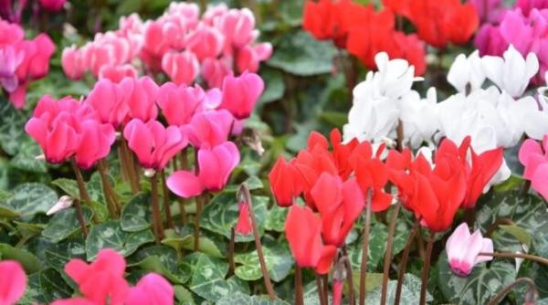 cyclamenul va inflori mereu daca cunosti secretele gradinarilor