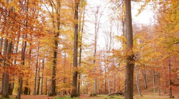 lege privind accesul liber in paduri diana buzoianu si aurel oprinoiu parlamentari usr plus de ce s a mentinut paragraful cu pe propria raspundere video
