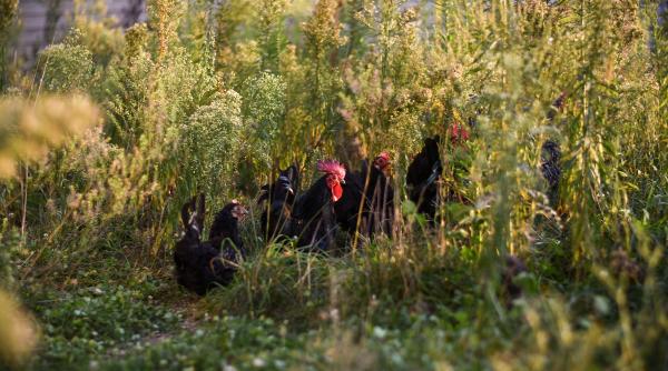 gripa aviara 50 de milioane de pasari au fost sacrificate intr un an