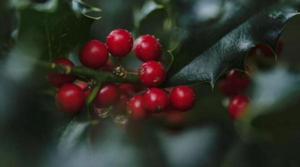trei plante daruite traditional de craciun trebuie eliminate imediat din casa sunt toxice
