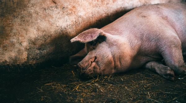porcul marcel l a depasit pe porcul jardel exemplarul a fost sacrificat si a cantarit peste 700 de kilograme proprietar sper ca data viitoare sa am un porc de peste o tona