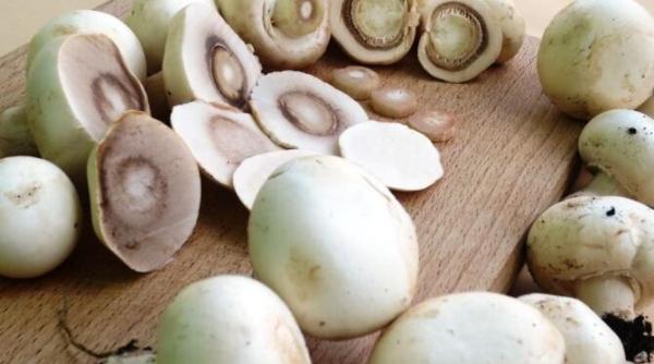 beneficiile ciupercilor 9 motive pentru a le adauga in dieta