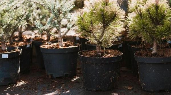 bradul de craciun in ghiveci cum sa l plantezi corect dupa sarbatori astfel incat sa supravietuiasca