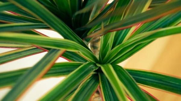 plantele care purifica cel mai bine aerul din apartament tine le in casa si vei fi ferit de viroze si gripa