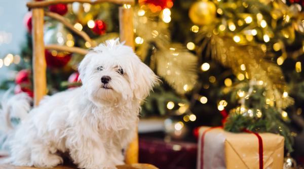 abuz cu parfum de sarbatoare cainii nu sunt doar cadouri de craciun cu funda rosie