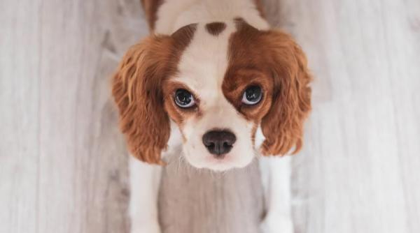 de ce cainele tau se uita insistent la tine