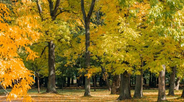padurile din jurul capitalei inaccesibile pentru bucuresteni pentru doua milioane de romani aceste locuri ar trebui sa fie o oaza