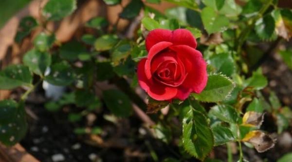 toti gradinarii pun un cub din acest ingredient in ghivecele cu flori motivul te va uimi