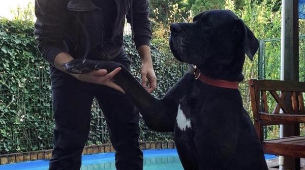 artificiile si petardele pericol pentru animale avocatul vlad soare ridica o problema pe care romanii o ignora cainele meu a murit in noaptea dintre ani din cauza artificiilor