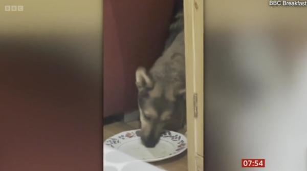 cand iubirea vindeca iar rabdarea si ceva resturi de mancare pot salva o viata de caine