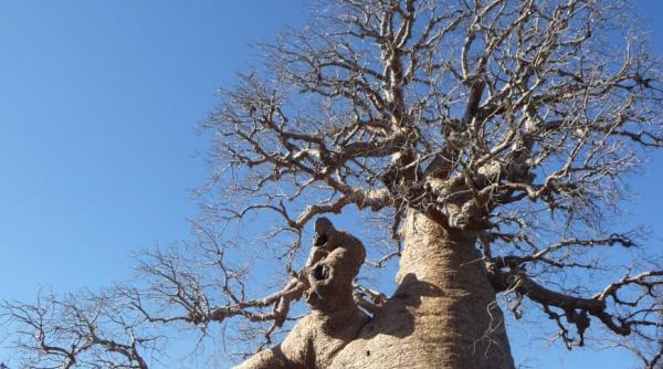 misiunea vietii pentru un senegalez vrea sa planteze 5 milioane de copaci in 5 ani