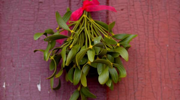 cat de periculos e vascul parazit si pentru om