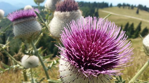 cura cu armurariu indicata dupa excesele alimentare ficatul iti va multumi