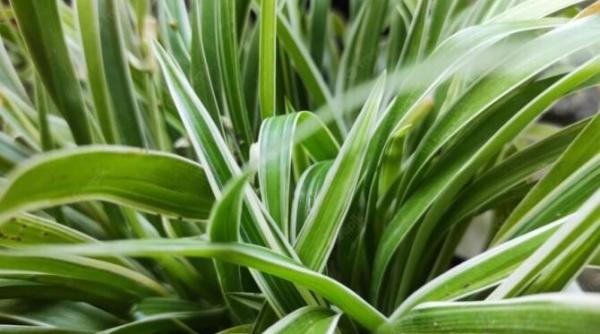 trei plante de interior care te vor scuti de praf si umezeala