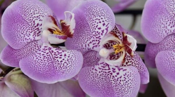 cu acest condiment magic poti vindeca o orhidee rezultatul este incredibil