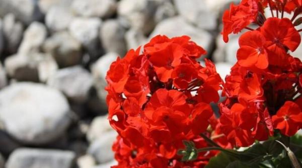 adauga acest produs in ghiveci cu muscate si planta va inflori magnific