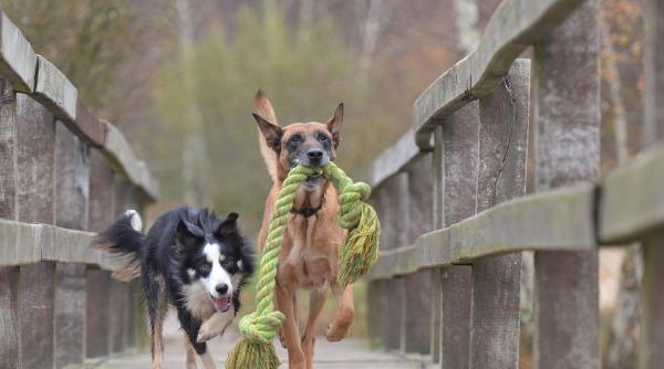 care este cea mai inteligenta rasa de caini