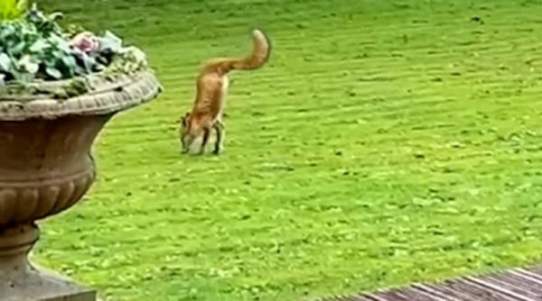 o vulpe cu doar doua picioare care cauta mancare intr o curte senzatie pe internet