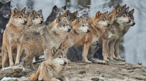 experiment inedit se reintroduc lupii in muntii macinului pentru echilibrarea populatiei de sacali