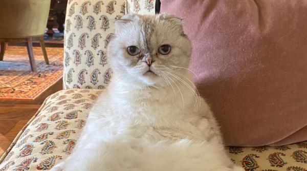 pisica lui taylor swift in top 3 cele mai bogate animale din lume