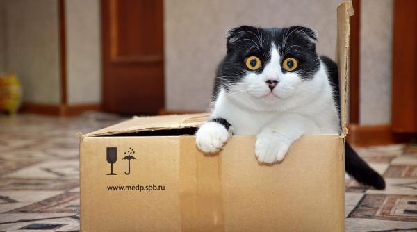 de ce pisicile iubesc atat de mult cutiile