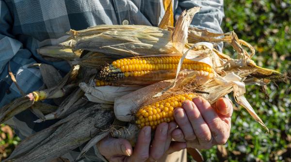 fermierii romani in pragul falimentului din cauza cerealelor ieftine din ucraina rares bogdan cauta solutii la bruxelles