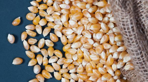 ingrijorator pretul cerealelor a scazut neasteptat de mult in 2023 graul si porumbul sunt cele mai afectate