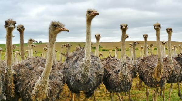 in israel au fost descoperite oua de strut vechi de pana la 7500 de ani