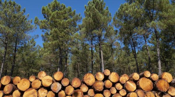 protest la guvern sindicatele din silvicultura cer oprirea instrainarii padurilor pentru un pumn de arginti romania este pe cale sa puna pe tava 3 1 milioane de hectare de padure