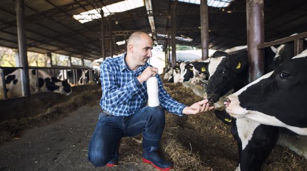 vesti bune pentru crescatorii de vaci de lapte a fost introdusa subventia de 100 de euro pe cap de animal