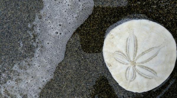 ce sunt dolarii de nisip si de ce nu trebuie sa ii atingi