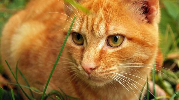 pisicile aterizeaza intotdeauna in picioare afla si de ce felina ta mananca plante