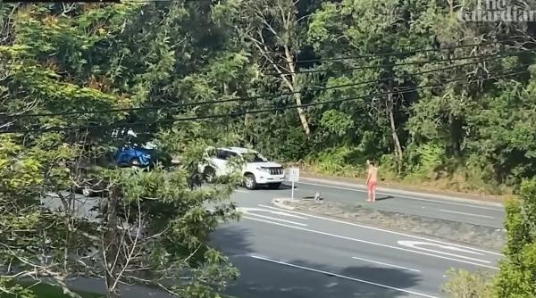 trafic oprit pe o sosea aglomerata in australia motivul un koala trebuia sa traverseze in siguranta