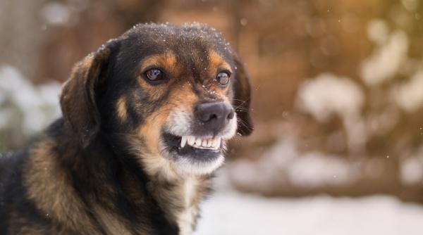 la un pas sa fie sfasiata de o haita de caini batrana s a aparat cu un carucior de cumparaturi video