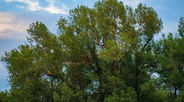 primariile de sector isi propun sa creasca suprafata spatiilor verzi in 2023