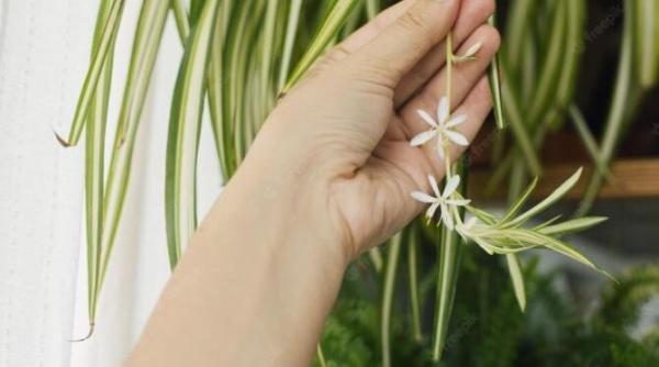 ingrasamantul care transforma planta paianjen intr un copac luxuriant