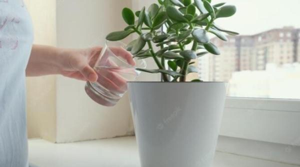 arborele de jad va inflori si va parfuma toata casa daca este ingrijit corect iata ce trebuie sa faci