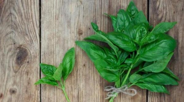 pune busuioc si sare intr un borcan acest truc este de nepretuit in bucatarie