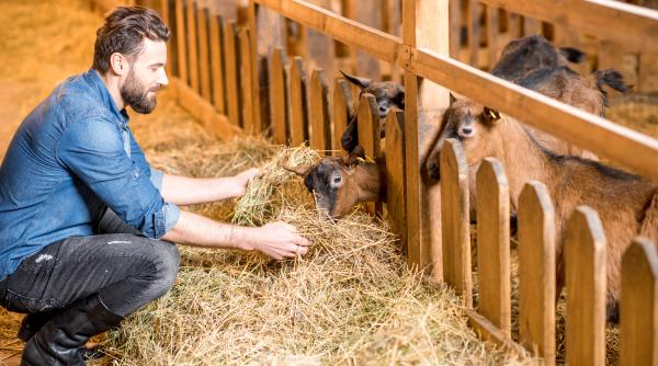 ajutor de milioane pentru crescatorii de bovine si taurine daea aceste specii se afla intr un moment dificil