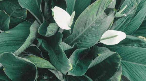 crinul pacii se ofileste si ii cad frunzele poti salva planta daca vei urma cateva sfaturi