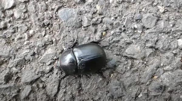 noi alimente la comercializare autorizate de comisia europeana larva gandacului de balegar