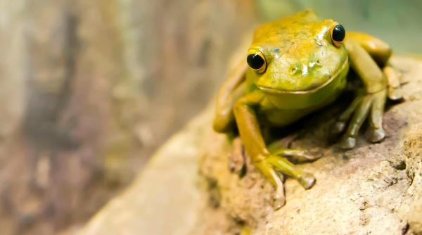 broasca enorma mai grea decat unii copii nou nascuti descoperita de padurarii australieni