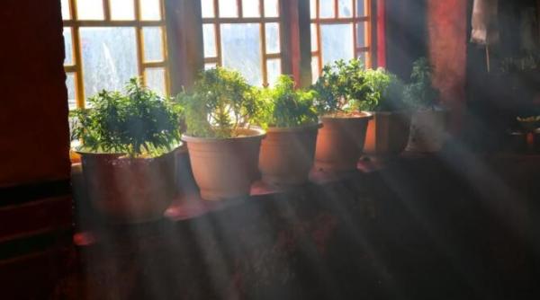 plantele de interior care atrag gandacii in casa scapa imediat de ele