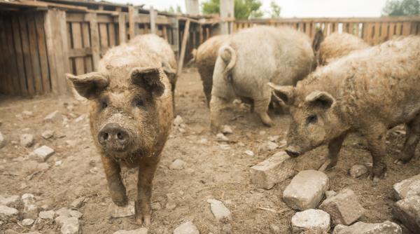 se schimba regula cati porci au voie romanii sa aiba in gospodarie