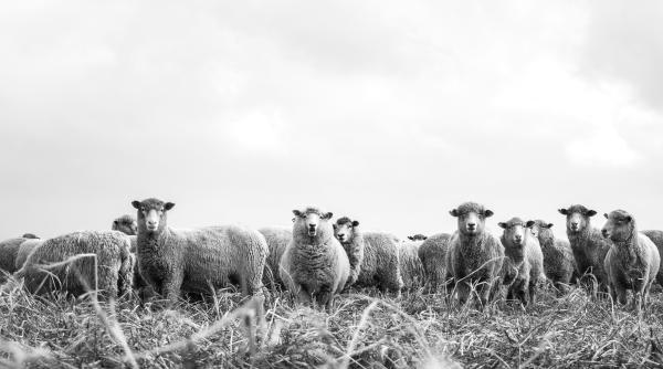 turma de oi spulberata de tren in apropiere de brasov si ciobanul a fost accidentat mortal foto