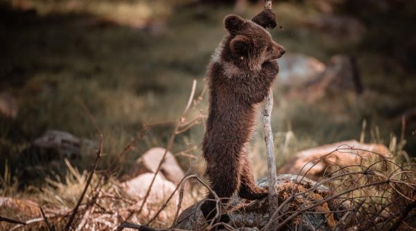 un pui de urs a fost salvat in ultimul moment de un turist care a sunat la 112 povestea lui kenya