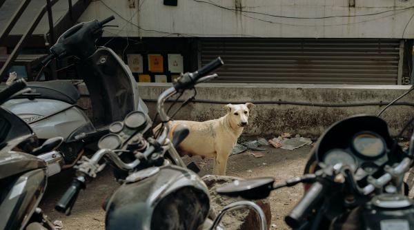 femeie ucisa de caini in bucuresti tudor ionescu a spus cum s a ajuns la tragedie ce faci atunci cand esti atacat stiu ca e greu dar e viata noastra in balanta