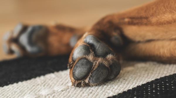 aspa 12 caini adulti si doi pui capturati duminica in zona lacul morii